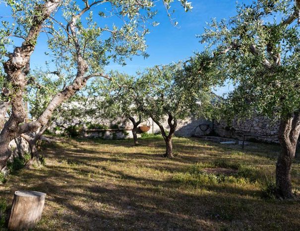 Uliveto del B&B Dimora Cagnazzi ad Altamura in Puglia. Possibilità di comprare olio in loco.